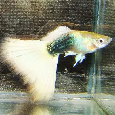 Guppy variado - Casal