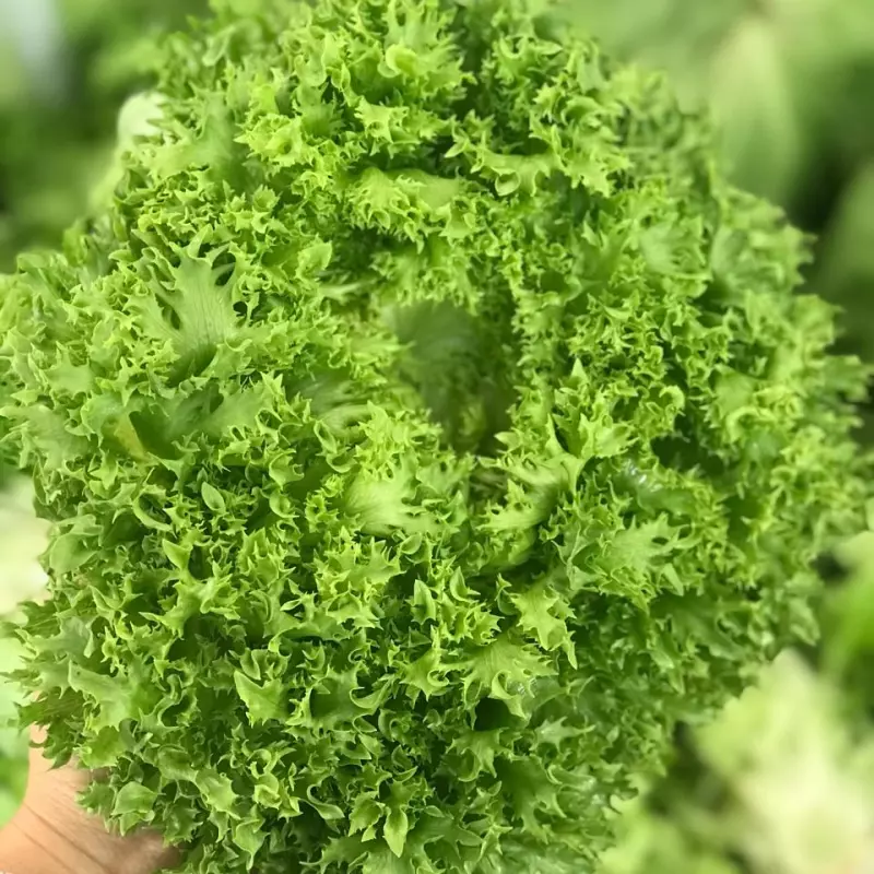 Alface Crespa