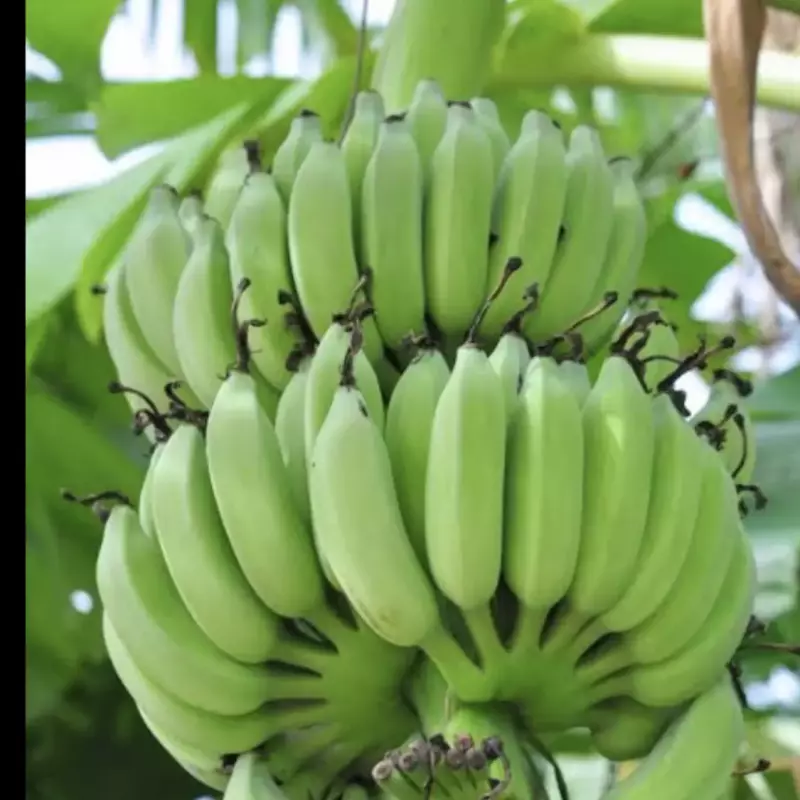 BANANA PRATA - VERDE