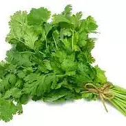Cilantro