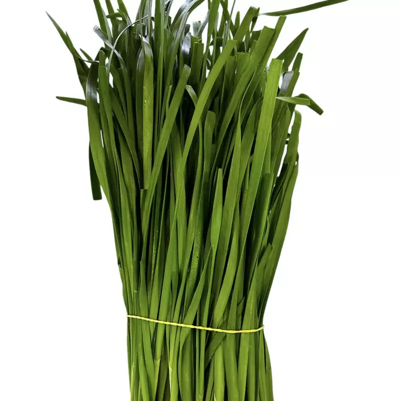一杂韭菜 Cebollina china