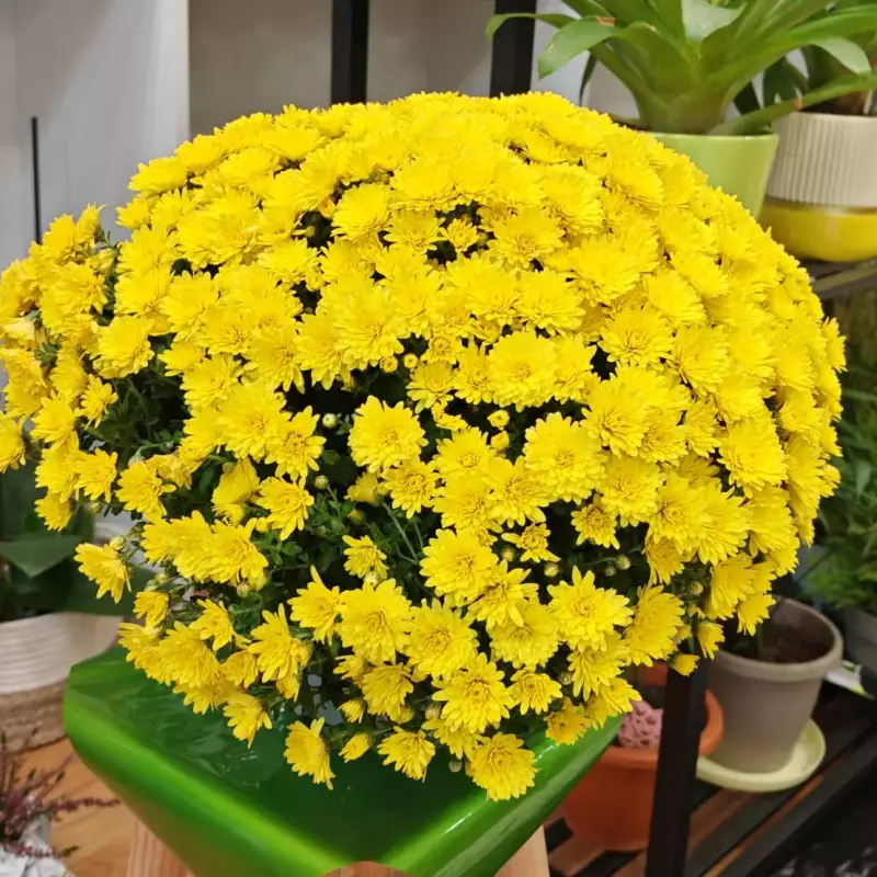 Centro de crisantemos