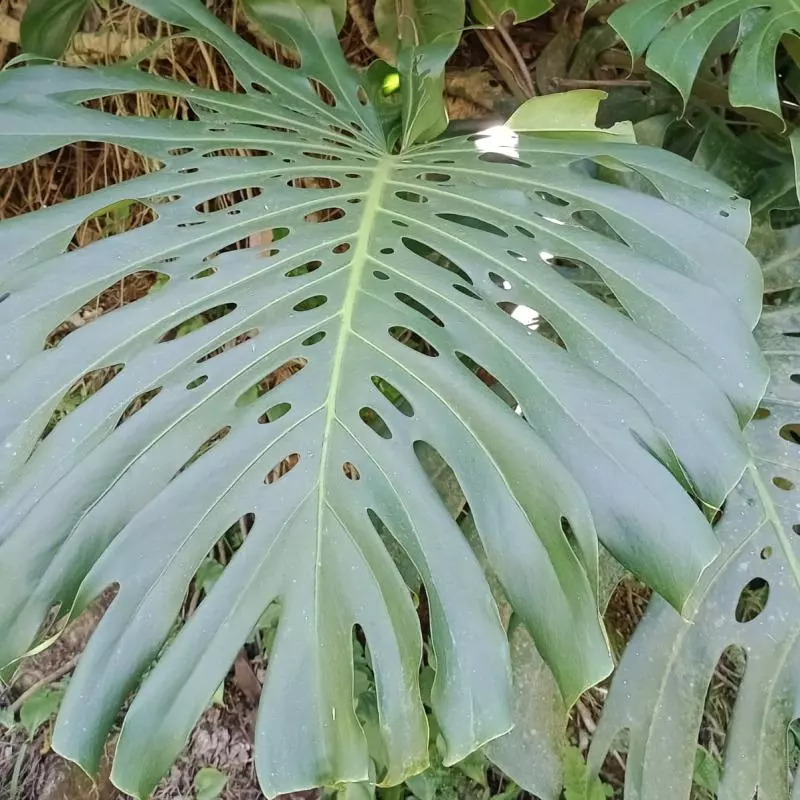 Folha de Costela de Adão (Dirce)