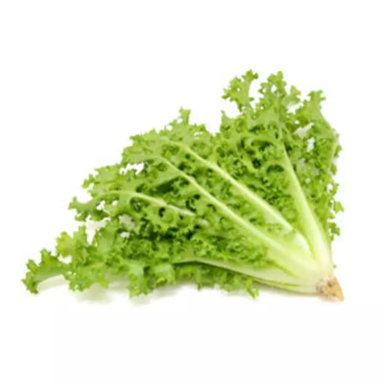 Lechuga Escarola