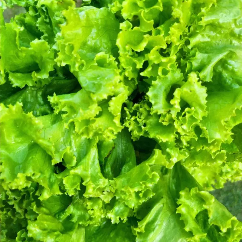 Alface Crespa (Ivonete)