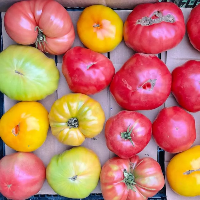 Jitomate Heirloom