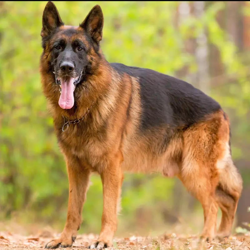 Raça Pastor Alemão