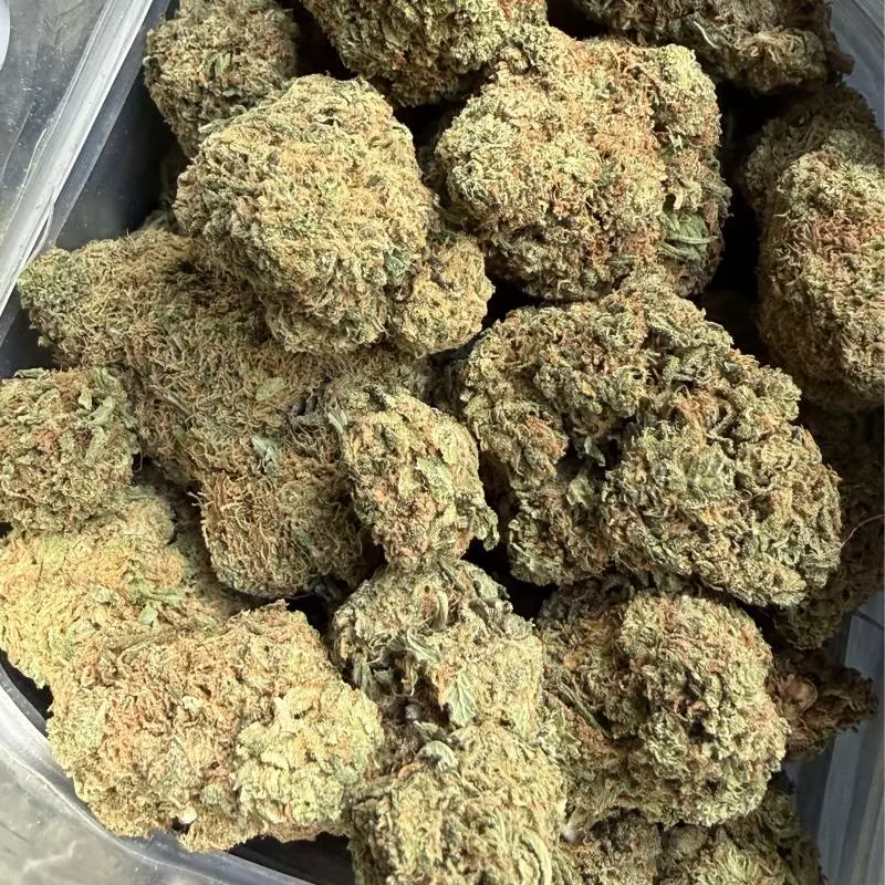 Harley Twin (Sativa)