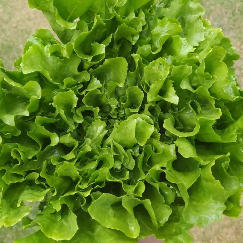 Almeirão Chicória (Néia)