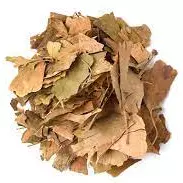 Ginkgo Biloba Folha
