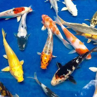 Carpa média - 13-15cm