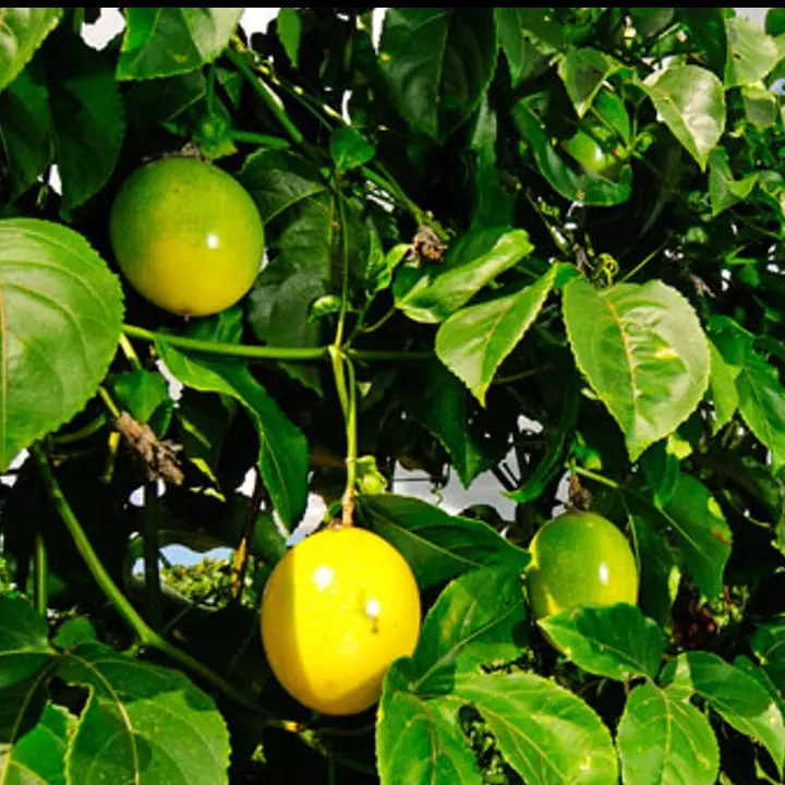 Folhas de passiflora