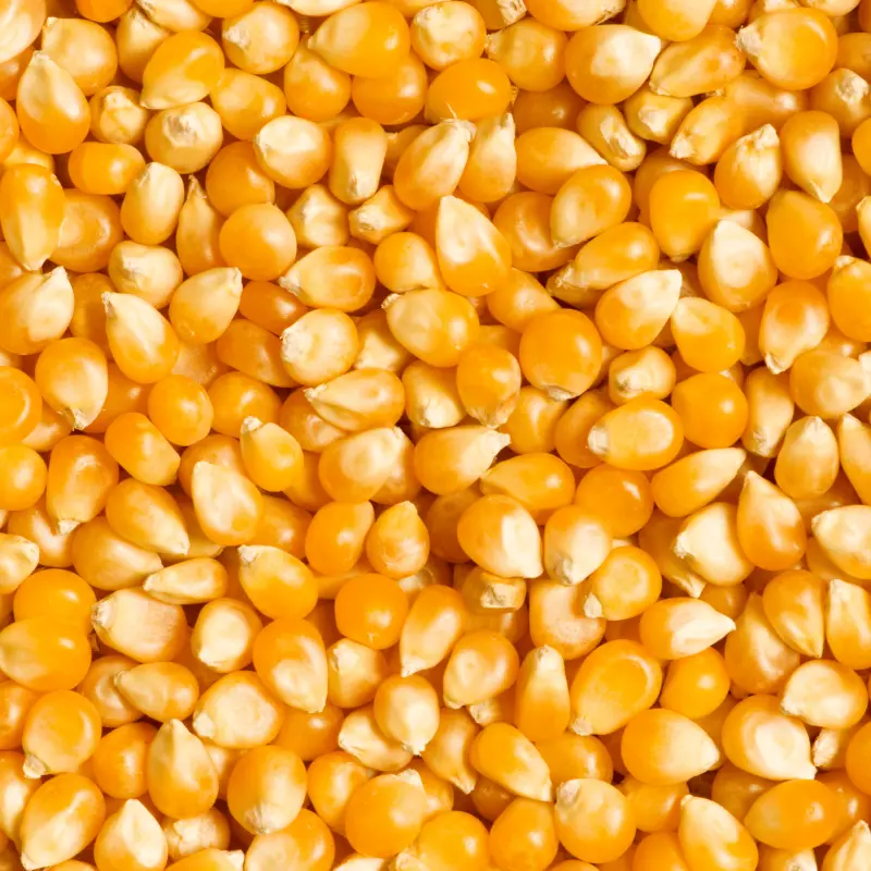 Maiz Curagua