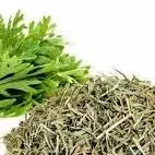 Artemisia