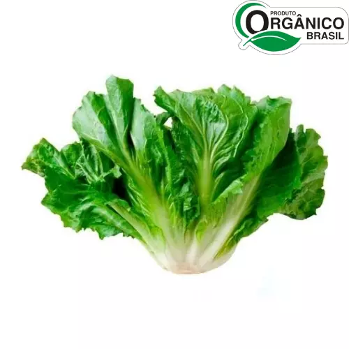 Escarola Orgânica Un