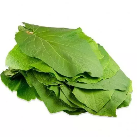 Hoja Santa