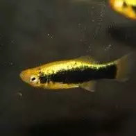 Platy Havaí