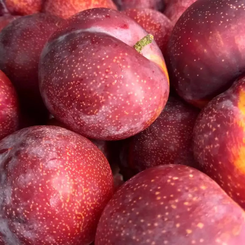 CIRUELA IMPORTADA BANDEJA