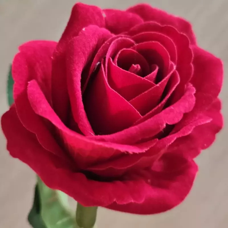 Rosa permanente com cabo