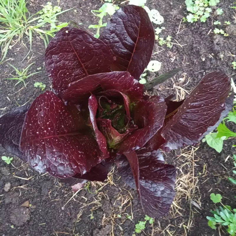 Lechuga Romana Morada o verde x Und.