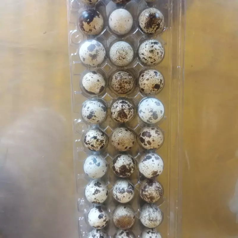 Cartela Ovo - Codorna