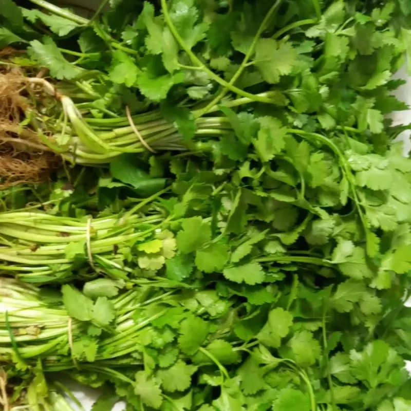 CULANTRO CASTILLA ROLLO GRANDE