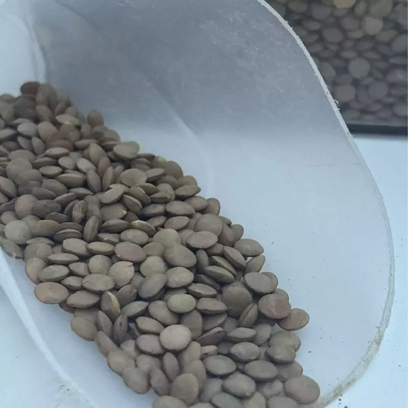 Lentilha canadense