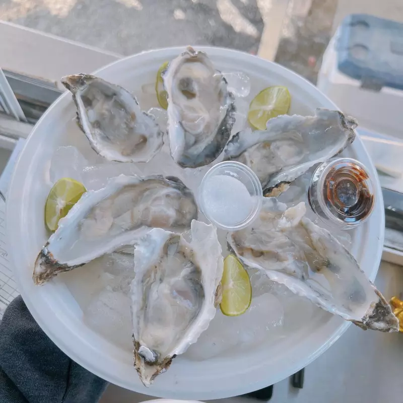 Regular Oyster