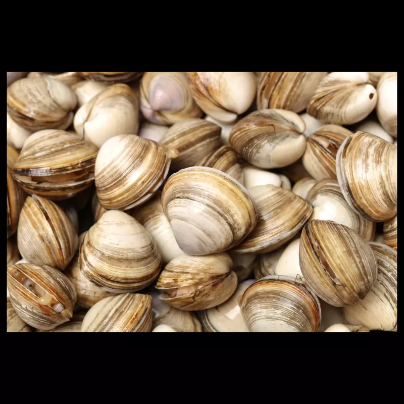 Almejas - clams -  amêijoas