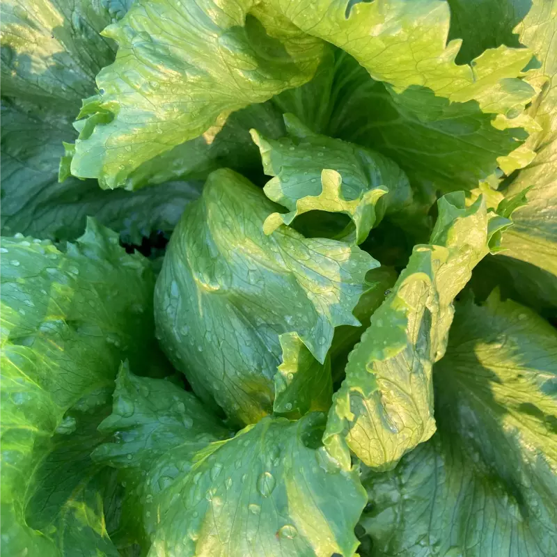 Alface Americana (Néia)