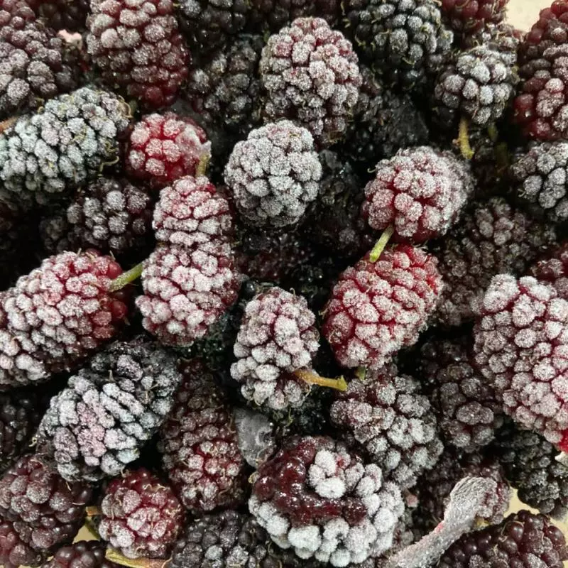 Amora Congelada (Calais)