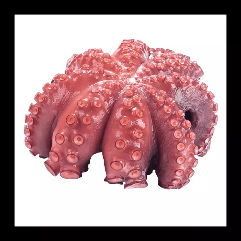 pulpo - octopus -  polvo