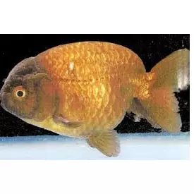 Japonês ranchu chocolate