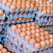 HUEVOS CARTON 30 UND