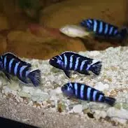 Auratus azul 6cm