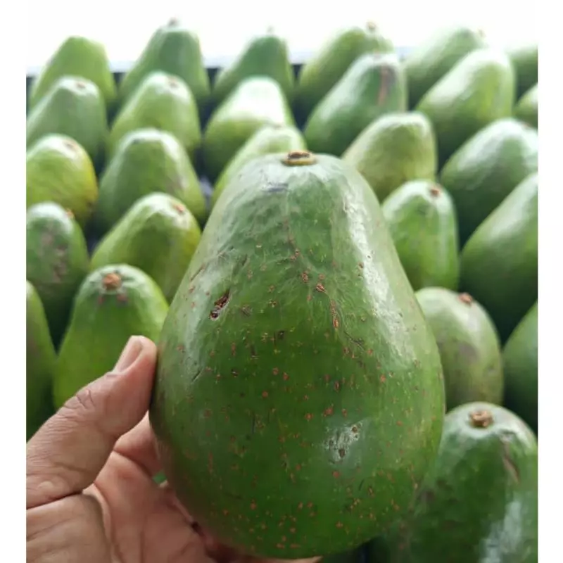 Aguacate semil 6.000