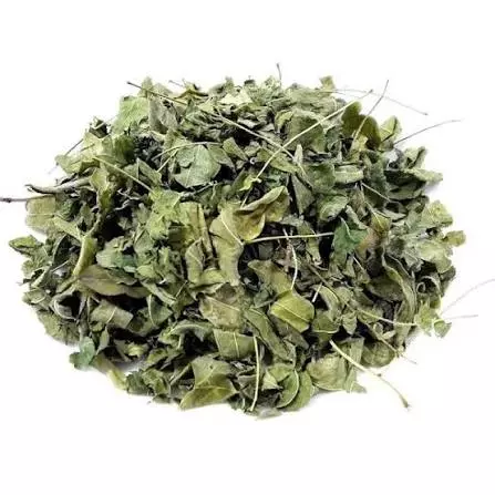 MORINGA FOLHA