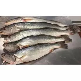 Curvina