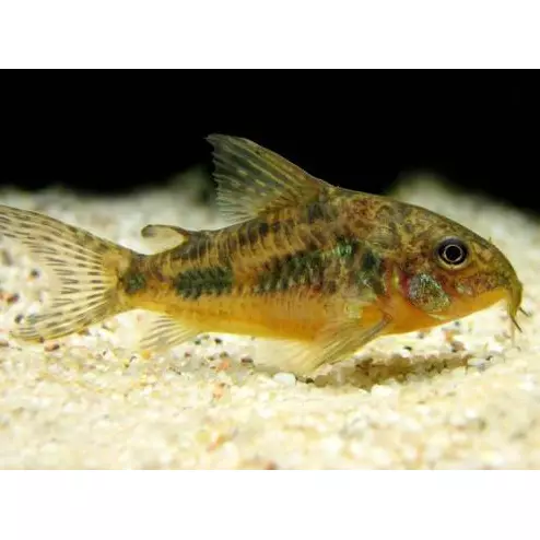 Corydora Nattereri