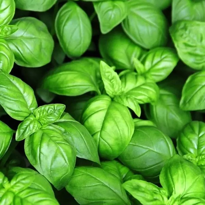 Albahaca x 50gr (Aromática