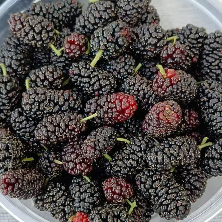 Amora Congelada (Calais)