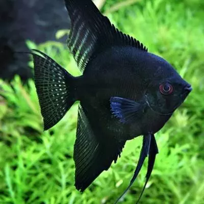 Acara Bandeira Full Black P