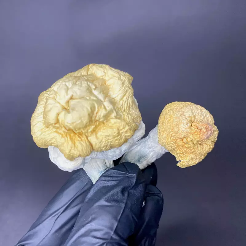 Hongo seco - Blue Moon