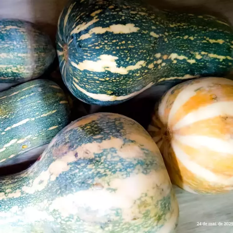 ABÓBORA PAULISTA ORG. 1kg