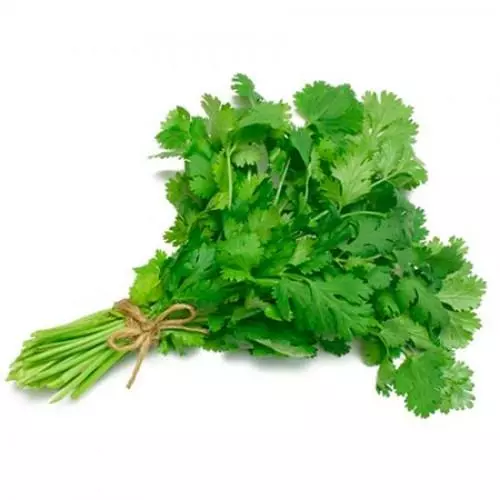 Cilantro