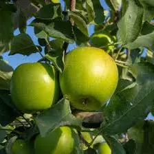 MANZANA VERDE GRANDE