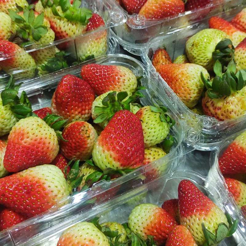Fresas Ecológicas