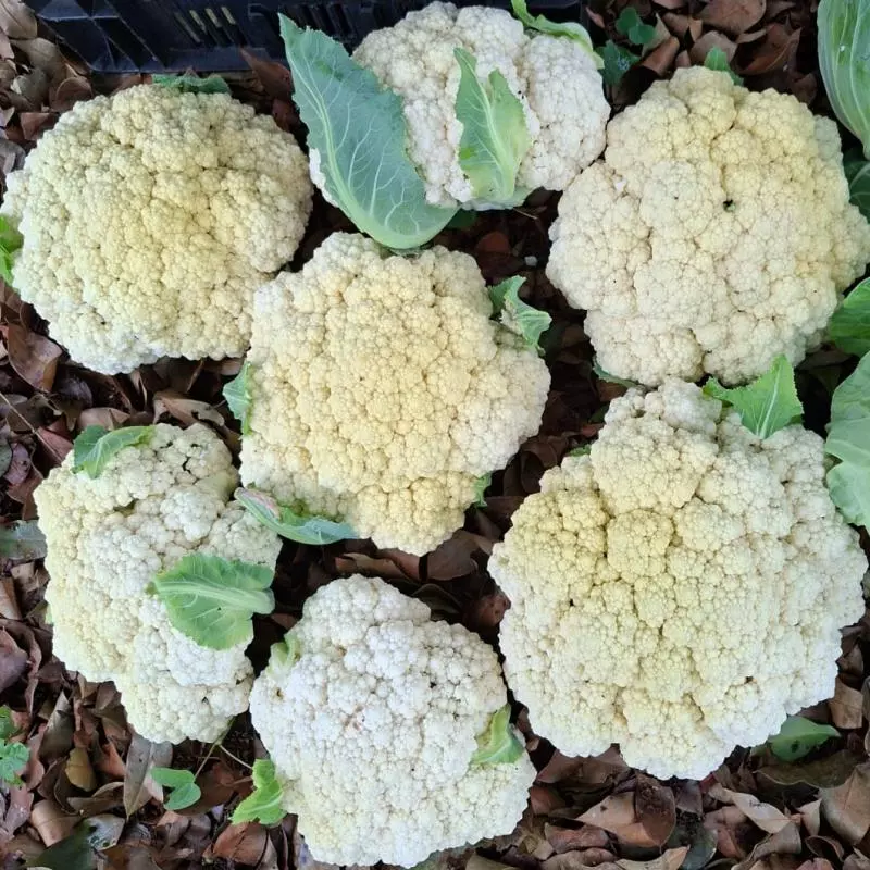 Couve-Flor (Ivonete)