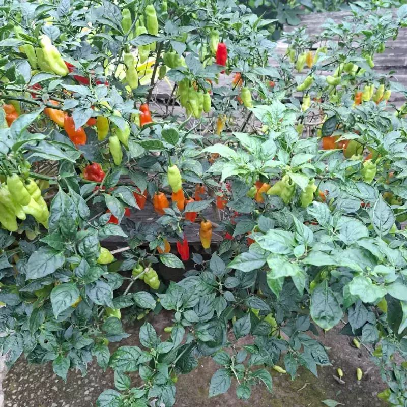 Pimenta Dedo de Moça (Ivonete)