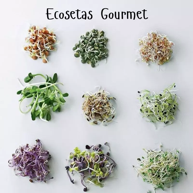 Caja de Brotes Orgánicos Mix 4 Especies 50gr.